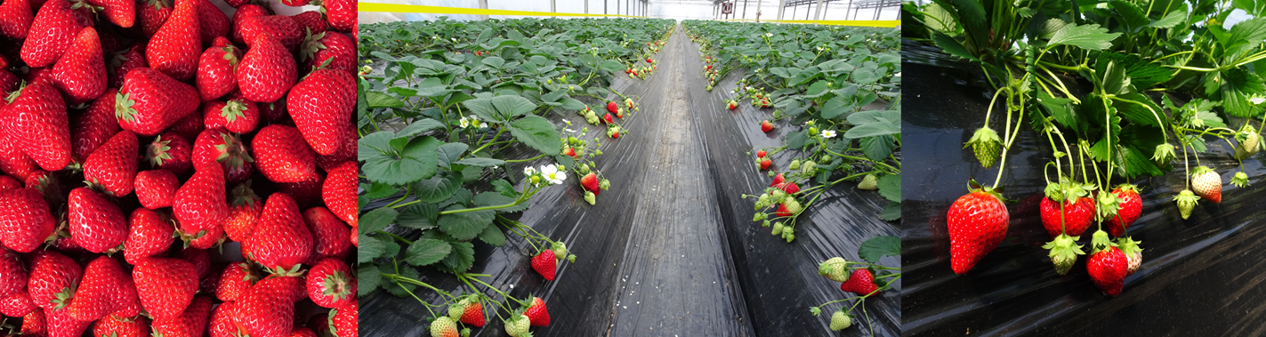 そね観光いちご園のイチゴ